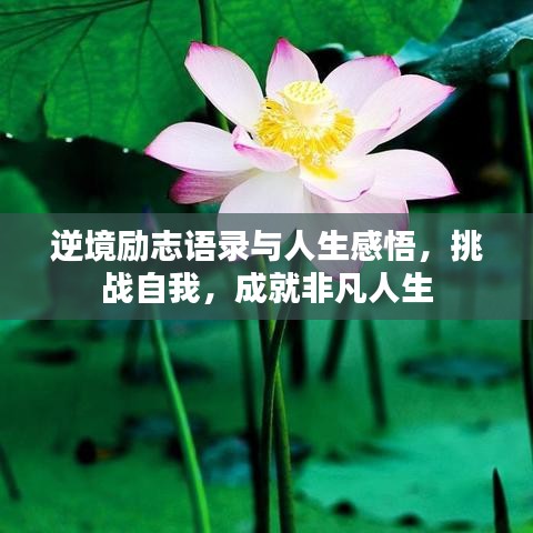 逆境励志语录与人生感悟，挑战自我，成就非凡人生
