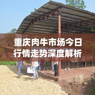 重庆肉牛市场今日行情走势深度解析