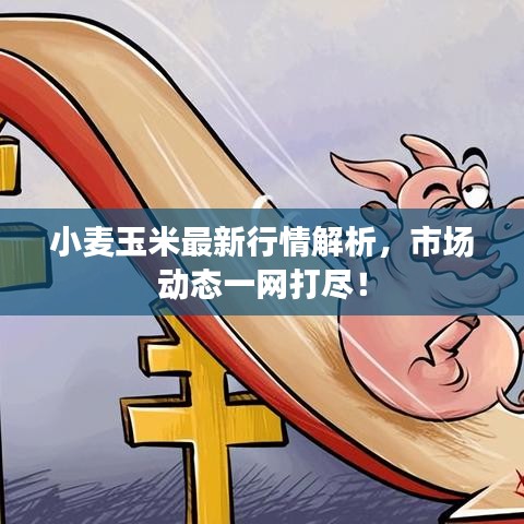 小麦玉米最新行情解析，市场动态一网打尽！