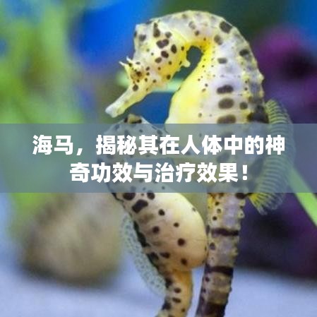 海马，揭秘其在人体中的神奇功效与治疗效果！