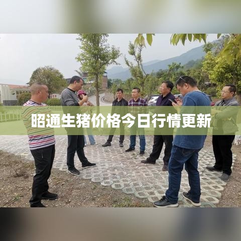 昭通生猪价格今日行情更新