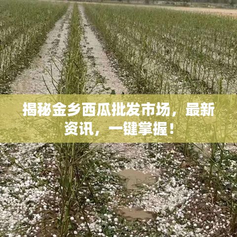 揭秘金乡西瓜批发市场，最新资讯，一键掌握！