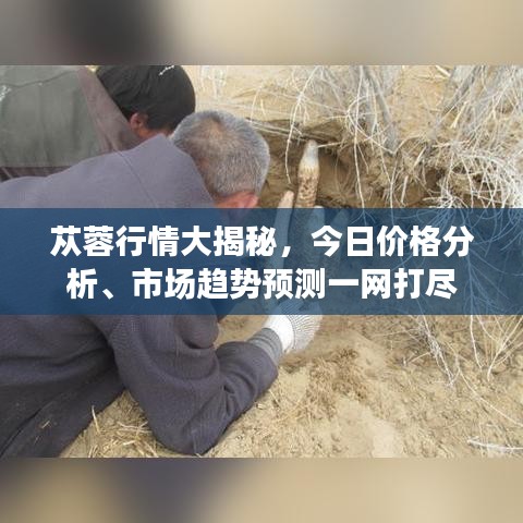 苁蓉行情大揭秘，今日价格分析、市场趋势预测一网打尽