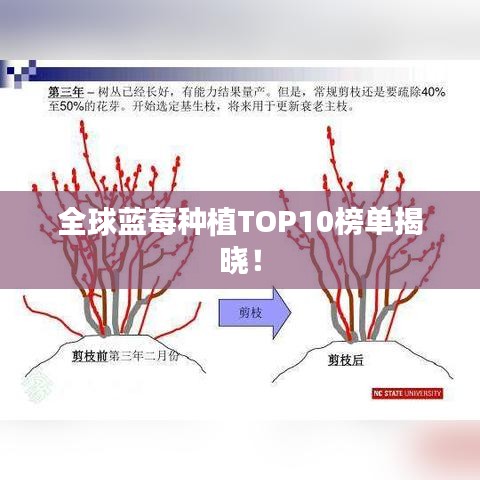 全球蓝莓种植TOP10榜单揭晓！