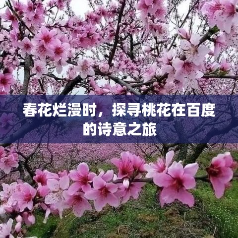 春花烂漫时，探寻桃花在百度的诗意之旅