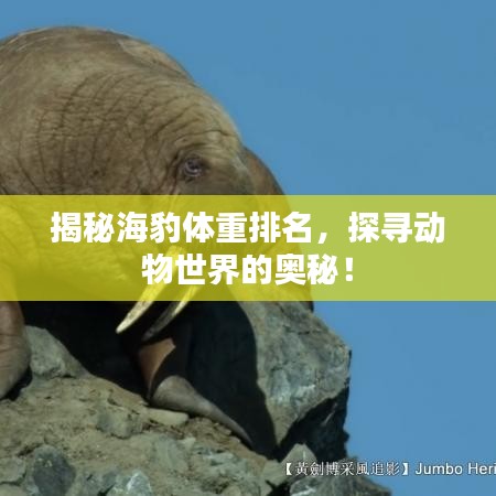 揭秘海豹体重排名，探寻动物世界的奥秘！