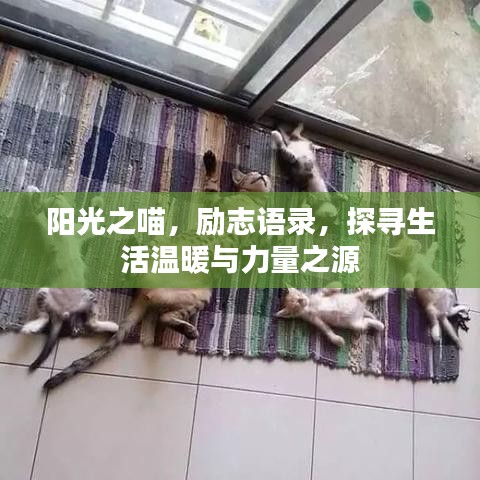 阳光之喵，励志语录，探寻生活温暖与力量之源