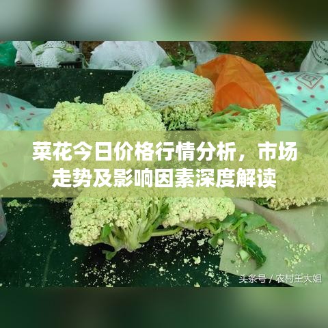 菜花今日价格行情分析，市场走势及影响因素深度解读