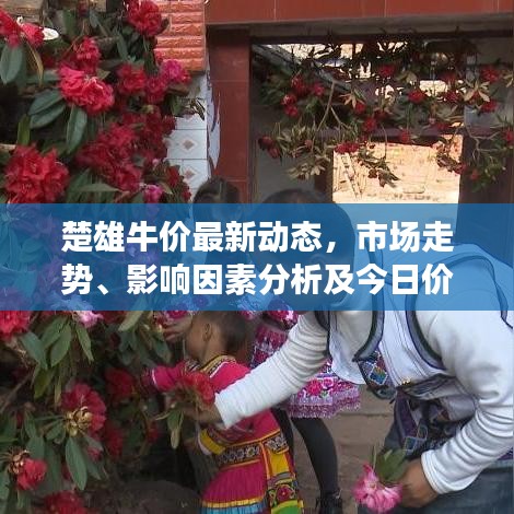 楚雄牛价最新动态，市场走势、影响因素分析及今日价格揭秘