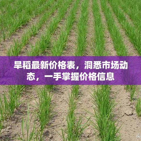 旱稻最新价格表，洞悉市场动态，一手掌握价格信息